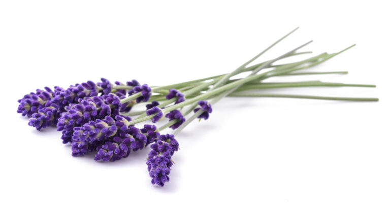 Lavendel